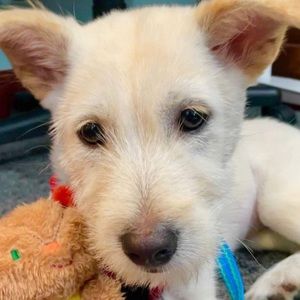 Meet your Posher, Bob